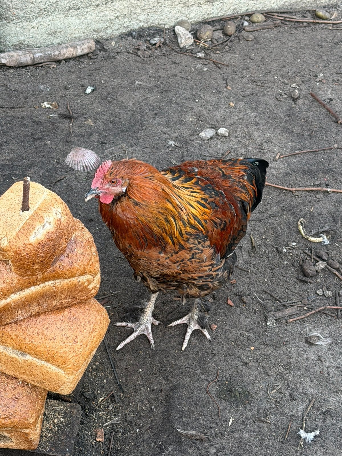 Coqs colorés, Mâle, Poule ou poulet