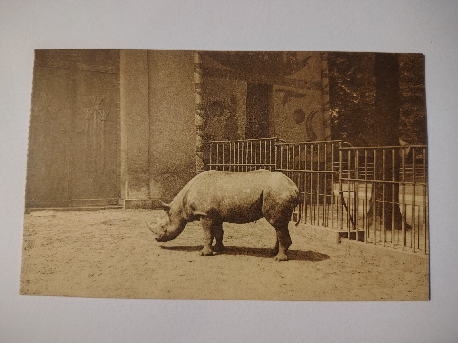 Antwerpen Zoo Afrikaansche Neushoorn., Ophalen of Verzenden, Antwerpen