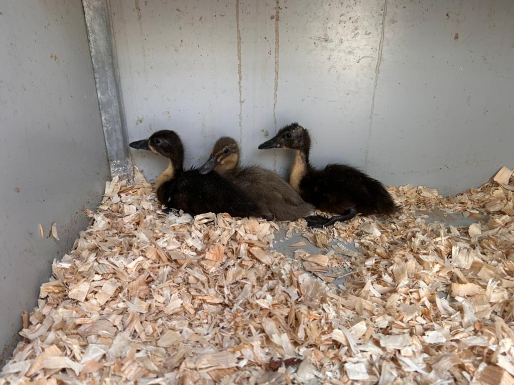 Trio smaragd eenden, Dieren en Toebehoren, Meerdere dieren, Eend