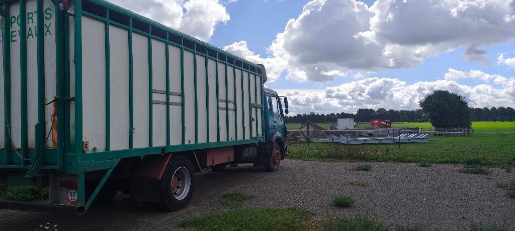 Camion chevaux, Achat, Boîte manuelle, Diesel, Particulier