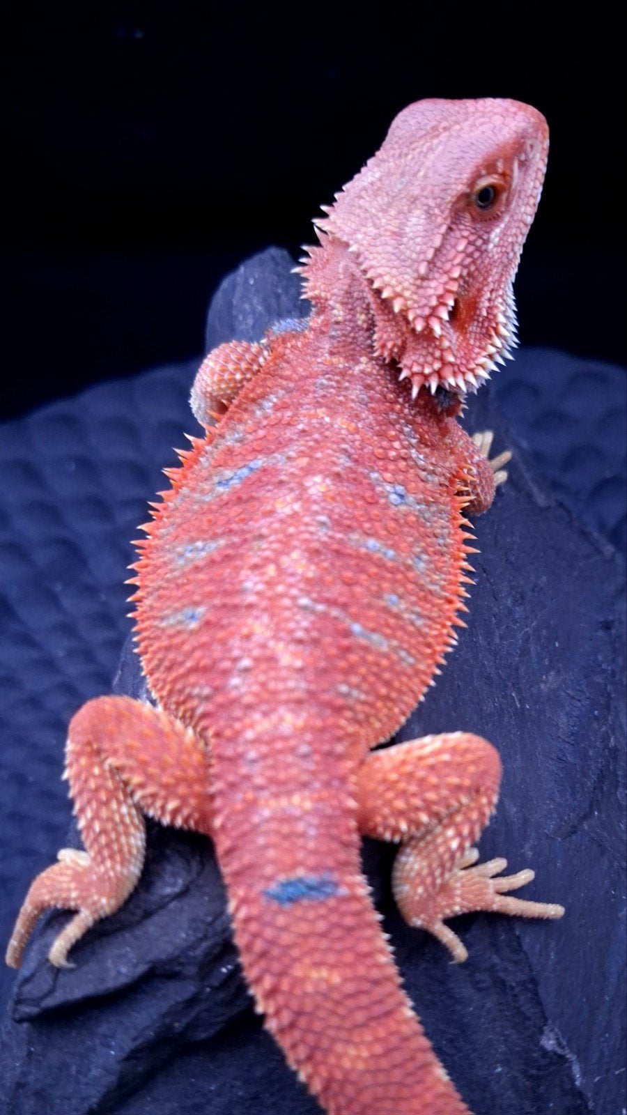 Red HypoTrans Coral G-Stripe Blue Bar Baardagaam man (Uniek)