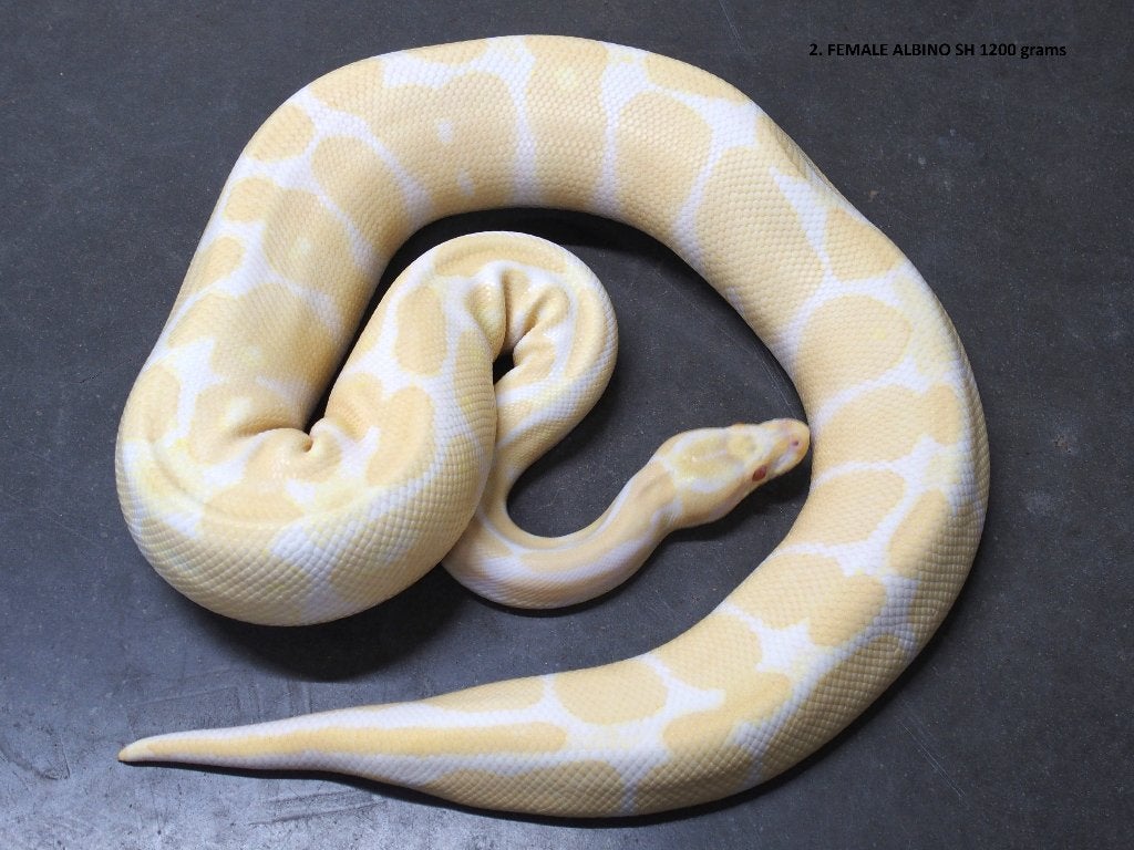 Koningspython halfwas en volwassen kweekdieren deel 1 Ball Python photo 2