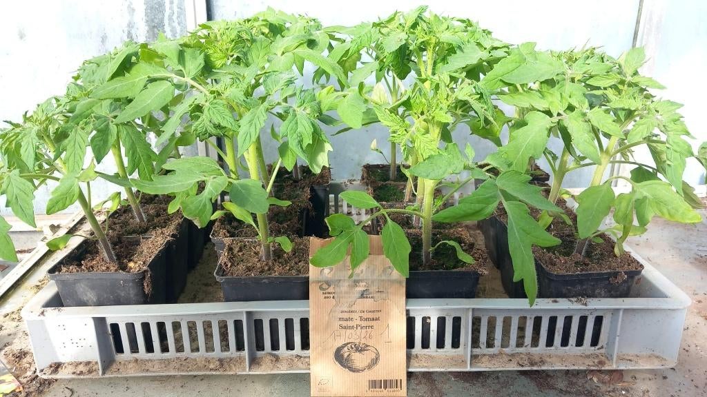 Tomatenplantjes, verschillende soorten, Jardin & Terrasse, Plantes | Jardin, Enlèvement, Annuelle, Plantes potagères
