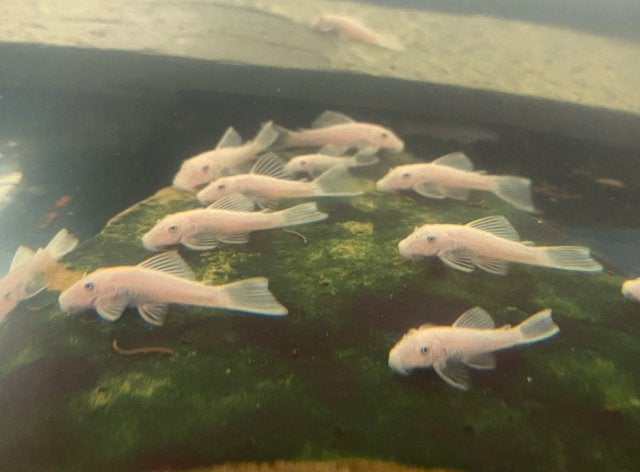 Snow white shortfin jongen, Vis, Zoetwatervis