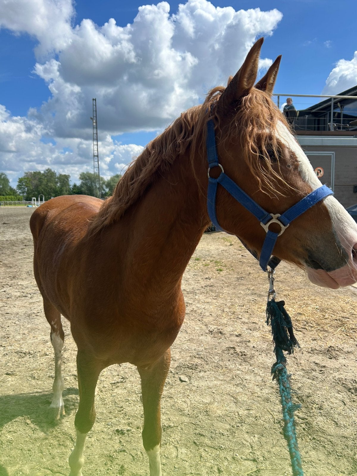 Sportpony!, Dieren en Toebehoren, Ruin, M