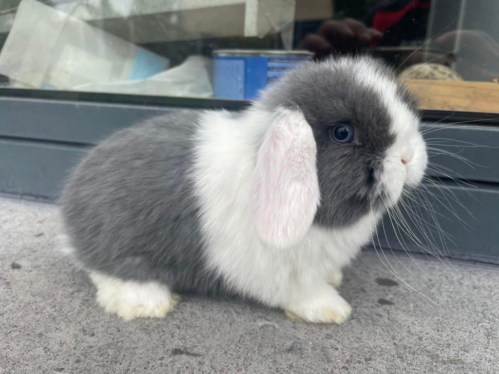 Minilop konijntje, Dieren en Toebehoren, Konijnen