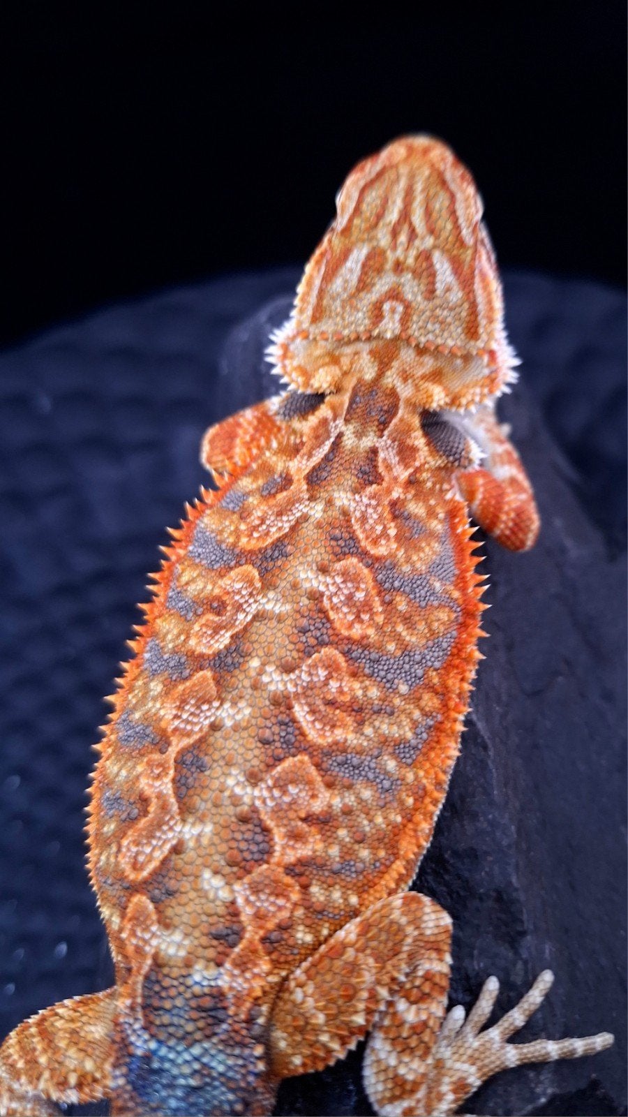 50% Red Monster Tiger het. Hypo/Witblits/Trans
MAN, Dieren en Toebehoren, Hagedis, 0 tot 2 jaar