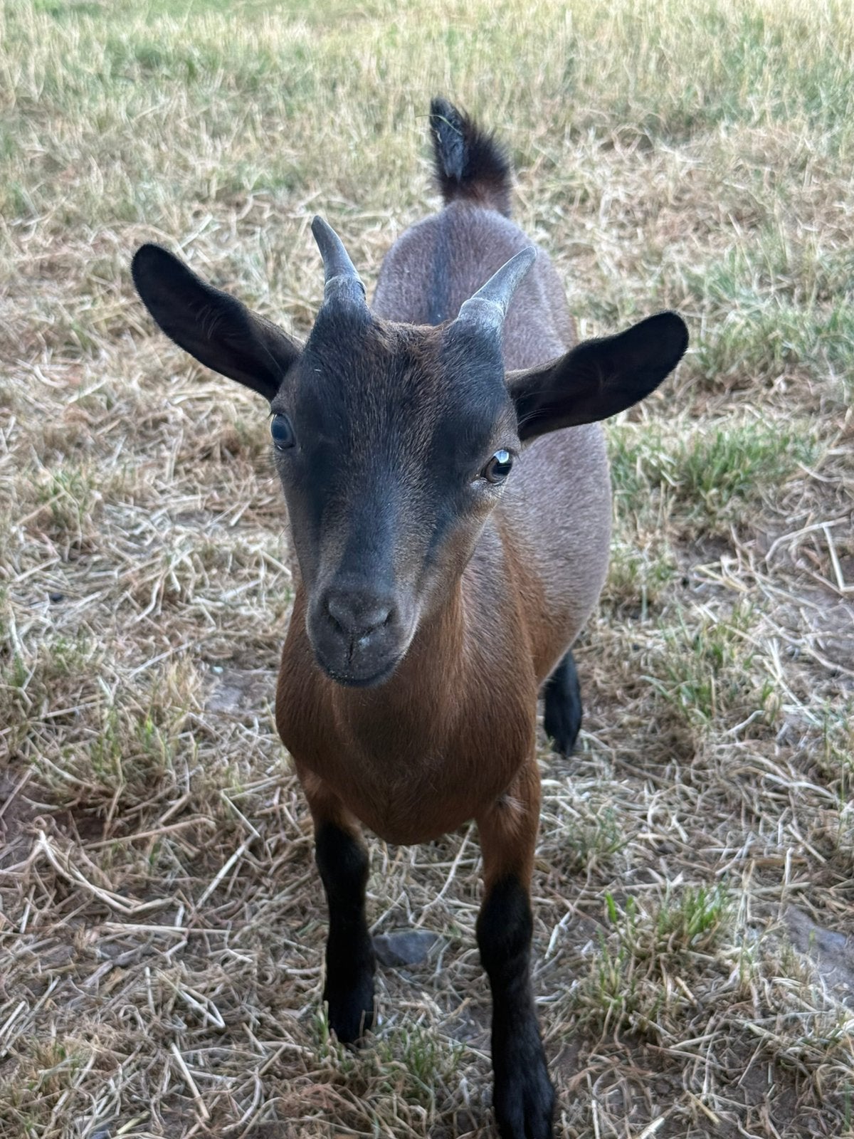 Bruin dwerggeitlammetje, Dieren en Toebehoren, Schapen, Geiten en Varkens