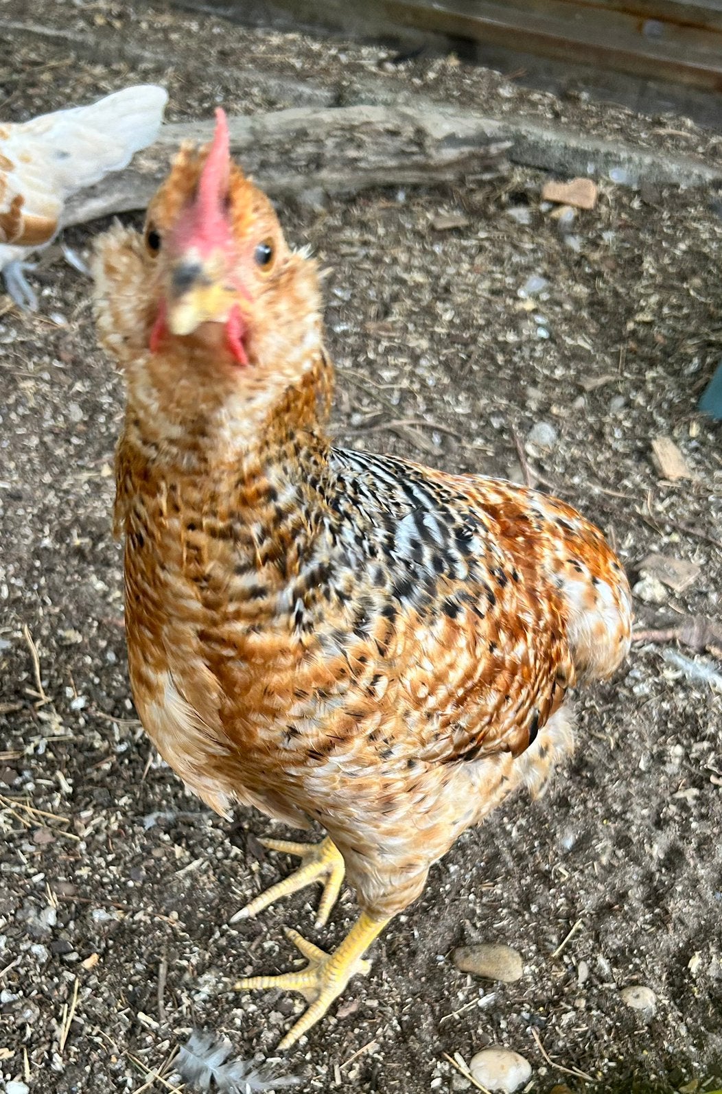 Groenlegger haantje, Dieren en Toebehoren, Pluimvee