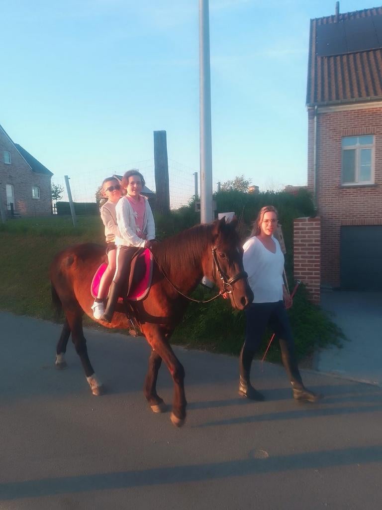 Merrie te koop, Ophalen