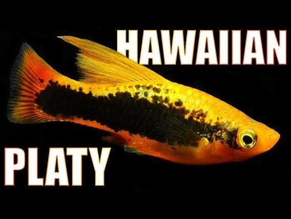 Hawaii Variatus Platty (volwassen)