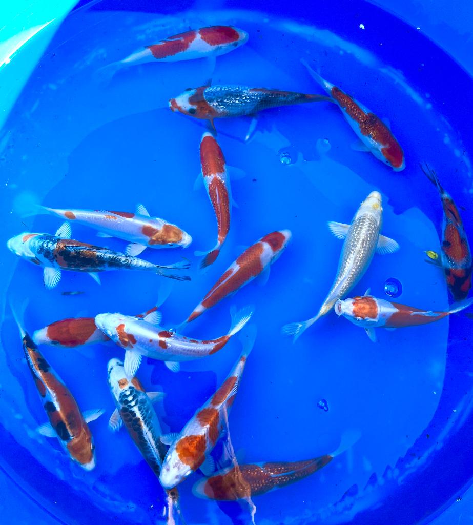 16 pièces de Tosai de Sakazume de 15 à 18 cm. OFFRE !, Carpe ou Koï