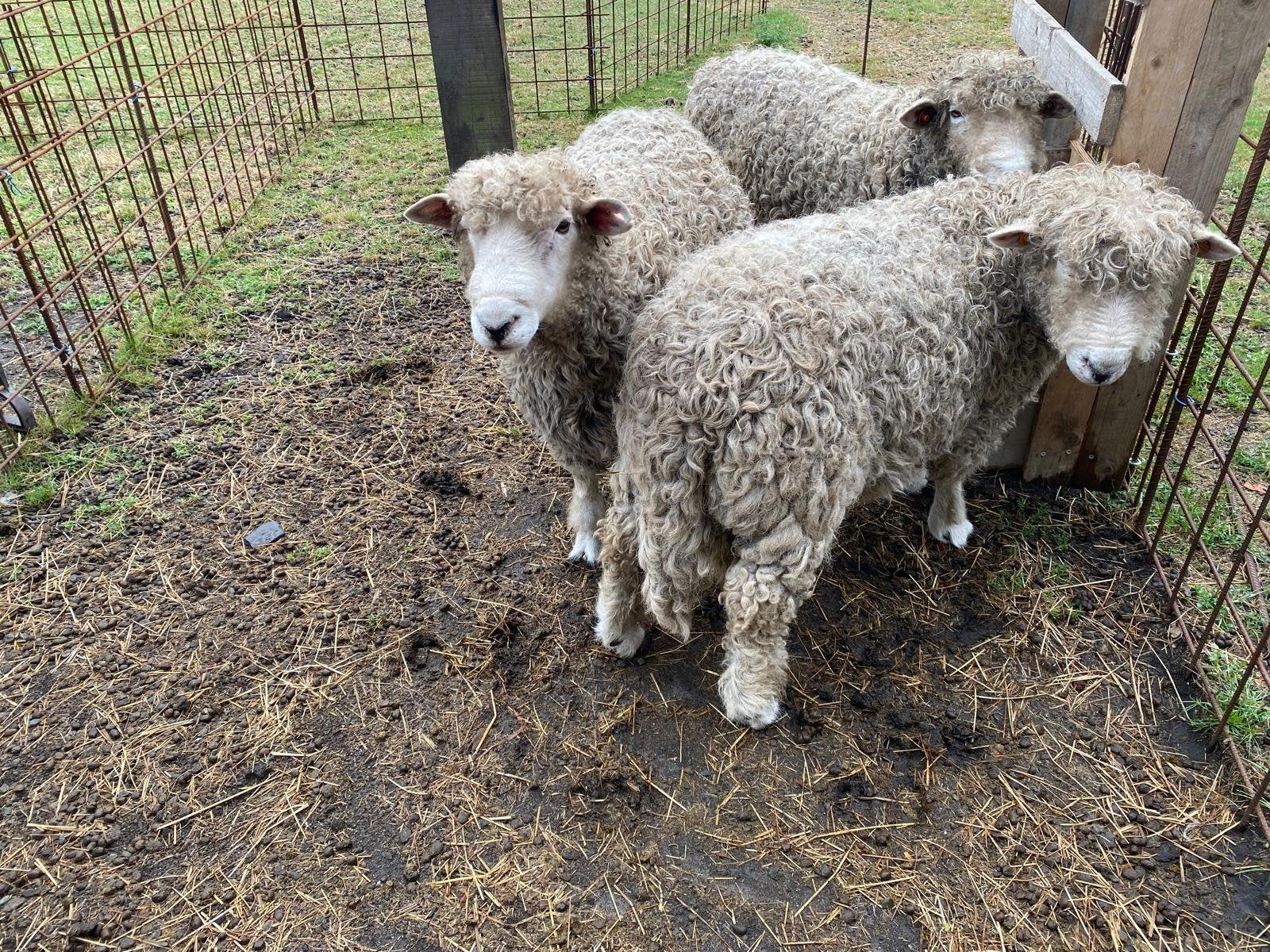 Dekrammen te koop ras Devon x Cornwall longwool, Animaux & Accessoires, Moutons, Chèvres & Cochons, Mouton