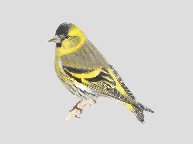 Sijsje vogel gezocht, Dieren en Toebehoren, Vogels | Kanaries