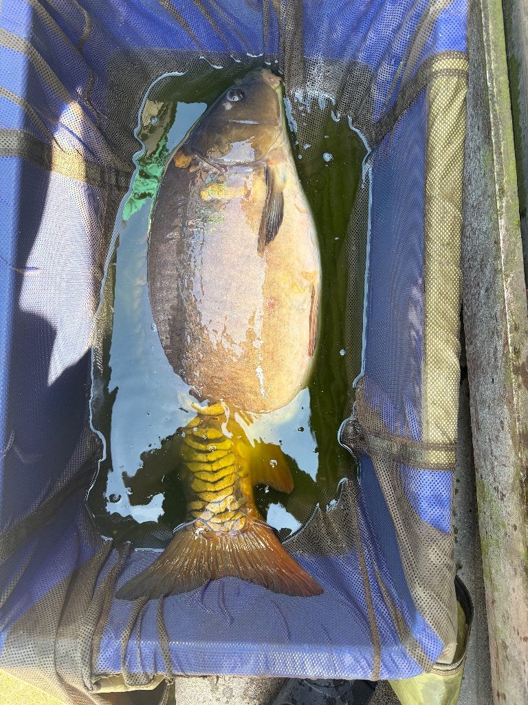 karpers van 1 tot <10kg, Karper of Koi