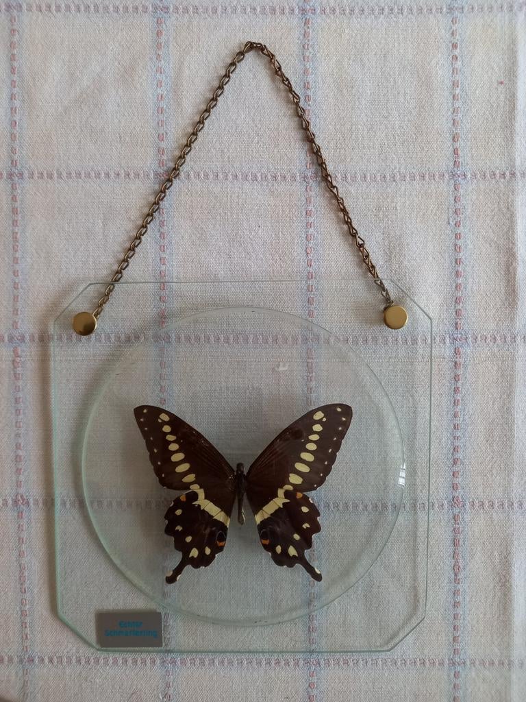 Papillon Papilio Lormieri en peluche, Collections, Collections Animaux, Enlèvement ou Envoi