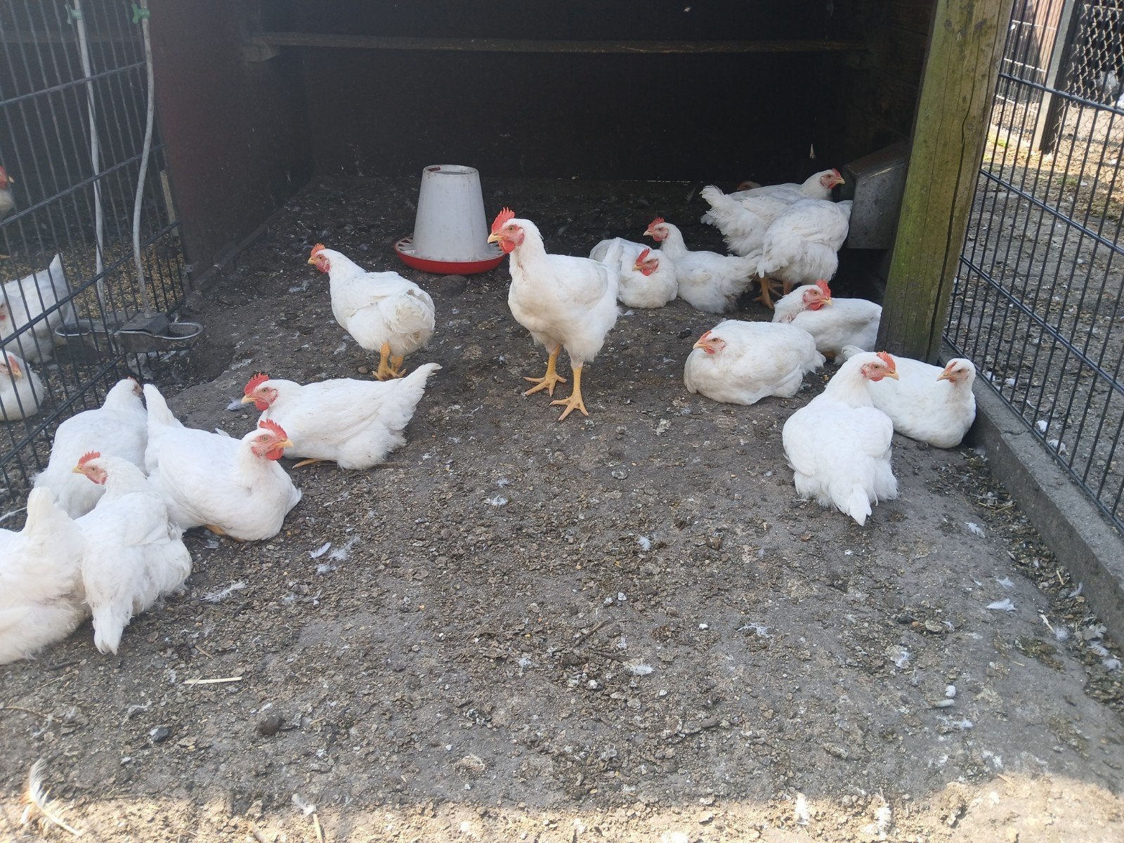 Hanen, Dieren en Toebehoren