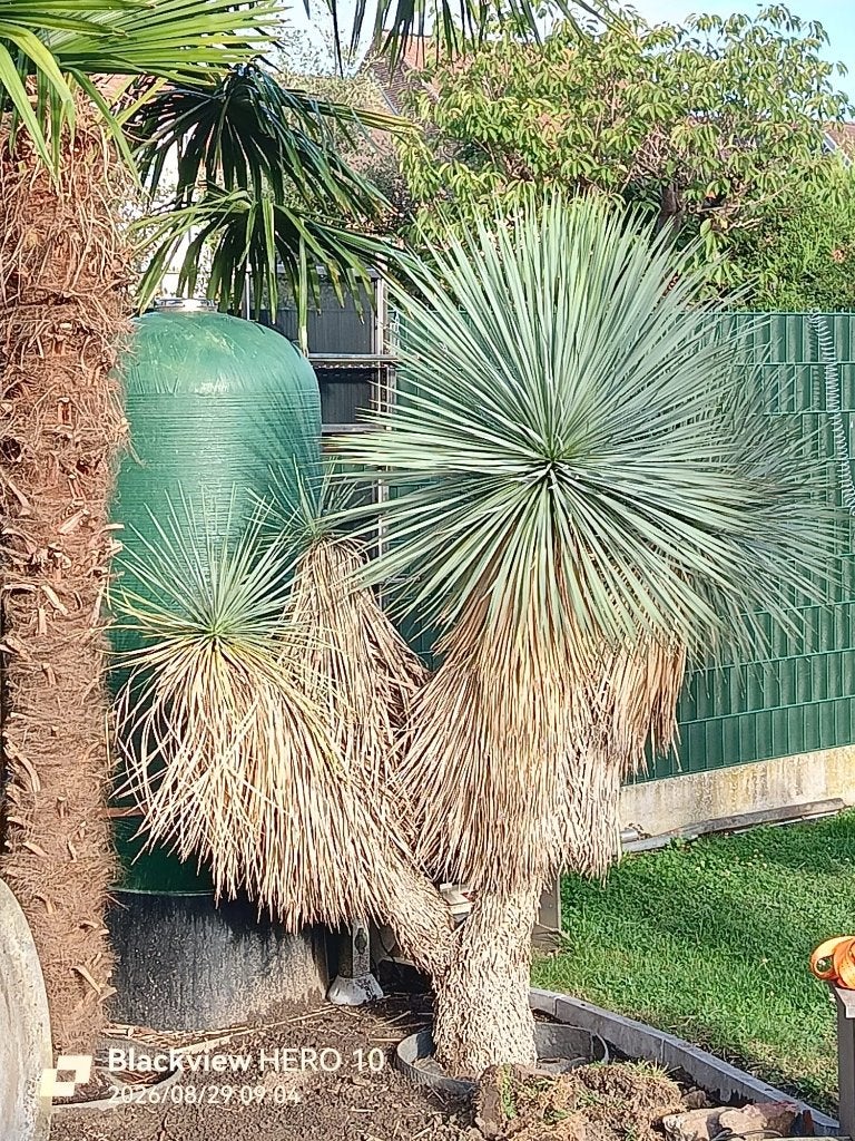 yucca rostrata, Vaste plant, Halfschaduw, Zomer, Ophalen
