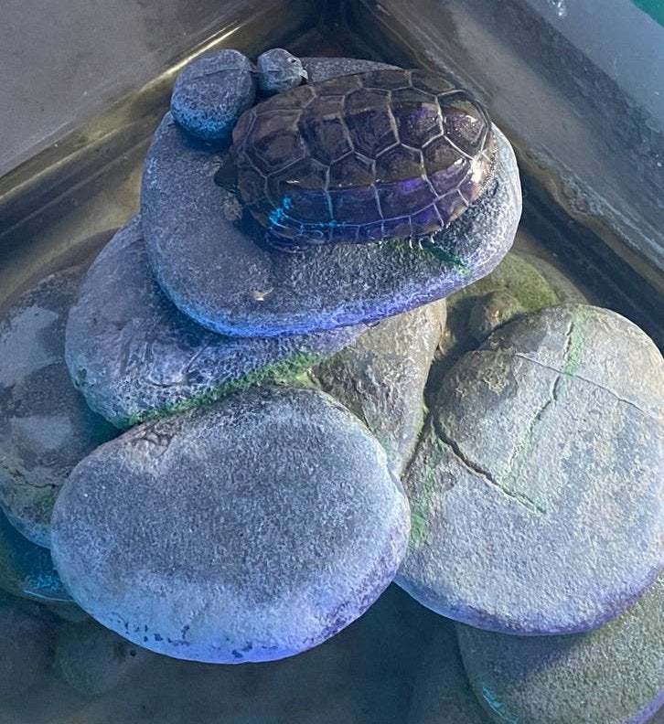 Warmwater schildpad, Enlèvement, Comme neuf