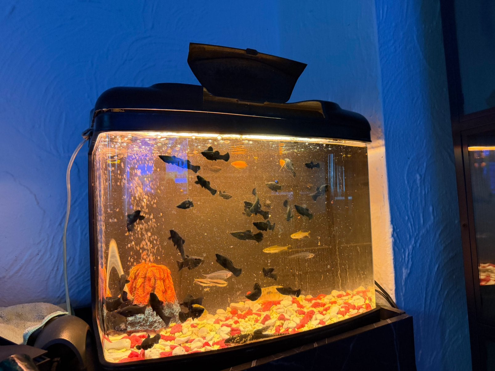 Aquarium te koop, Ophalen, Zo goed als nieuw