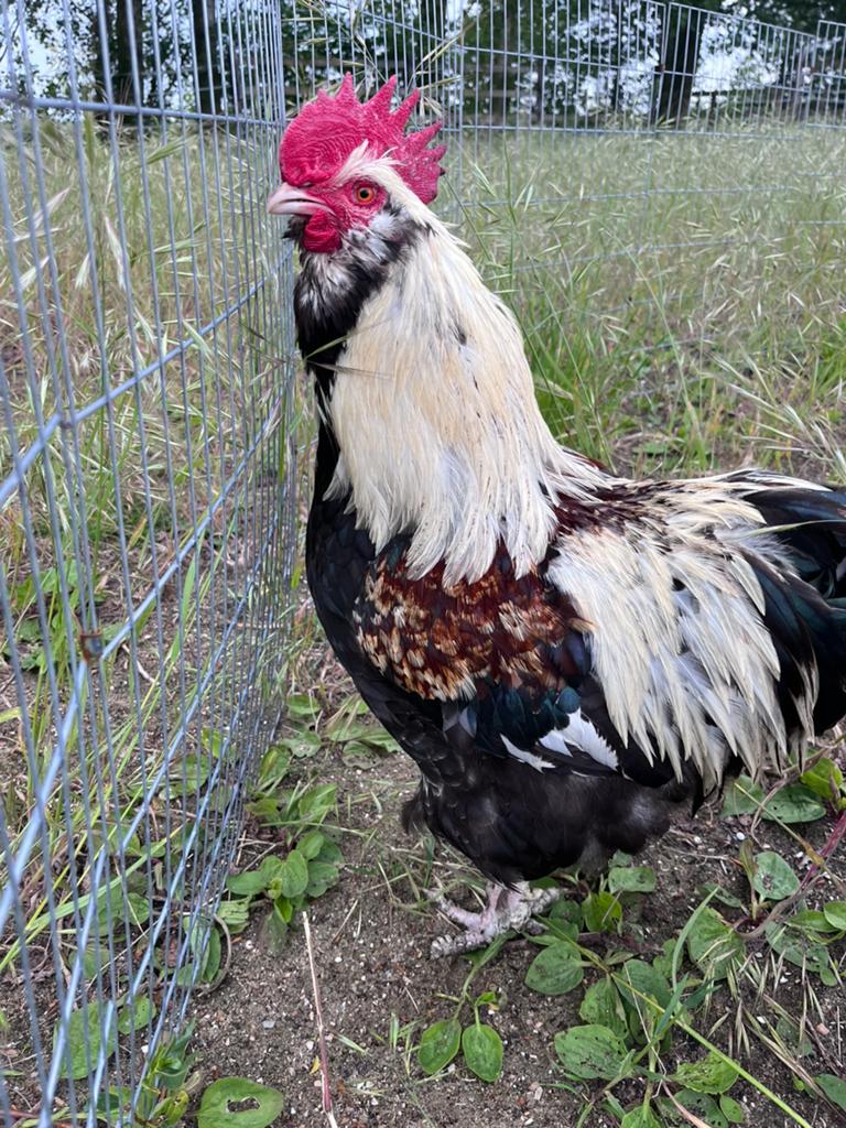 Faverolles groothoen hanen gratis, Dieren en Toebehoren, Pluimvee, Mannelijk, Kip