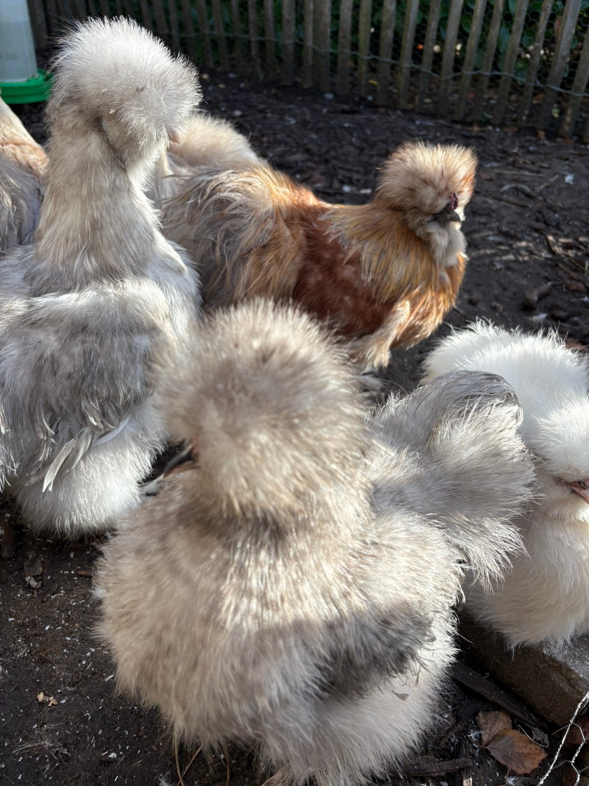 Usa zijdehoen hennen, Dieren en Toebehoren