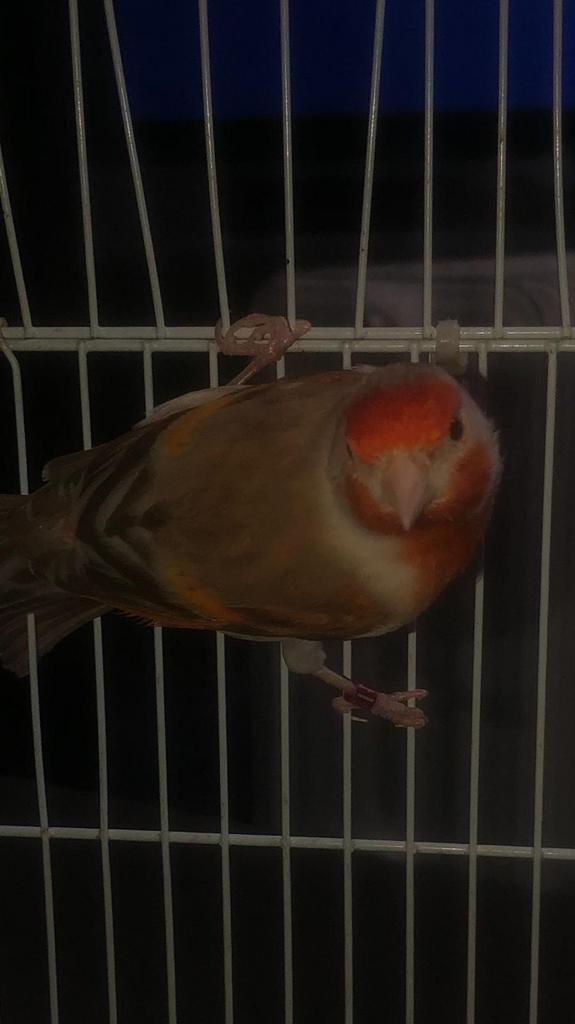 Oiseau Mistou, Mâle, Canari chanteur