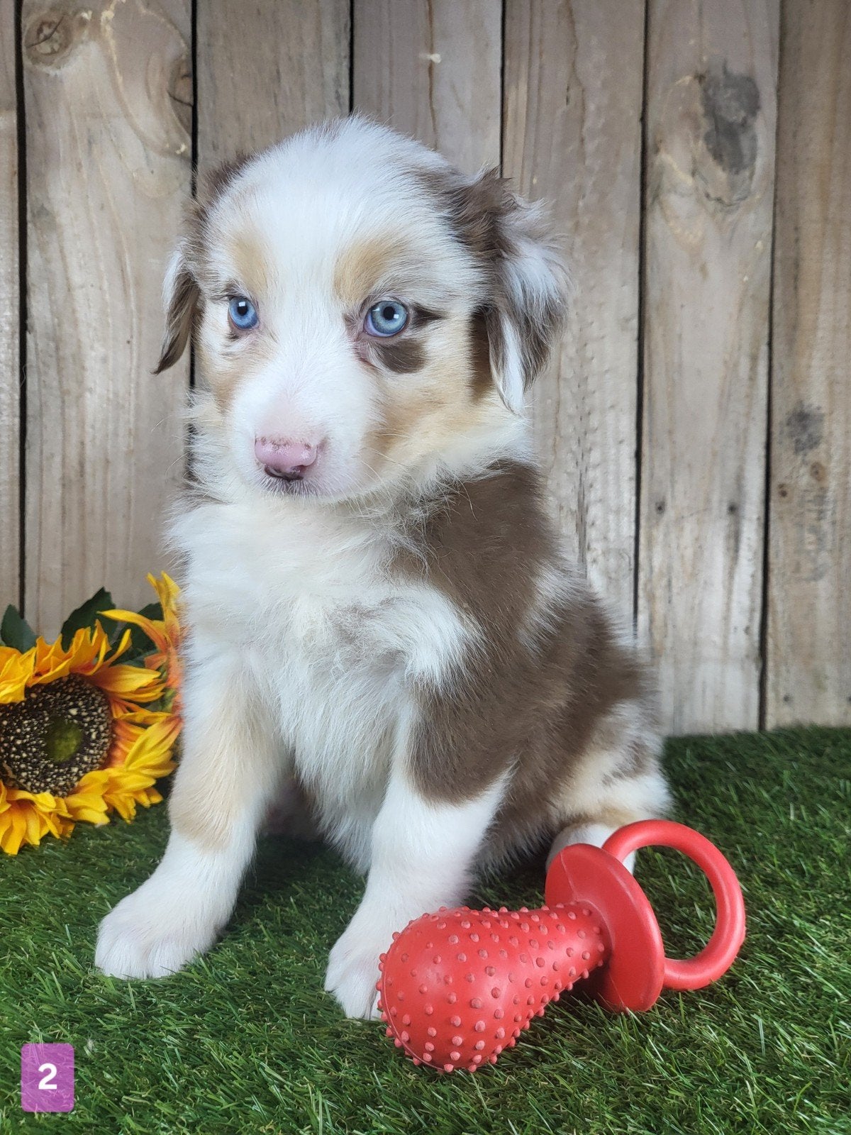 Australische herder pup / Australian Shepherd / Aussi pup, Dieren en Toebehoren, België, CDV (hondenziekte), 8 tot 15 weken, Meerdere