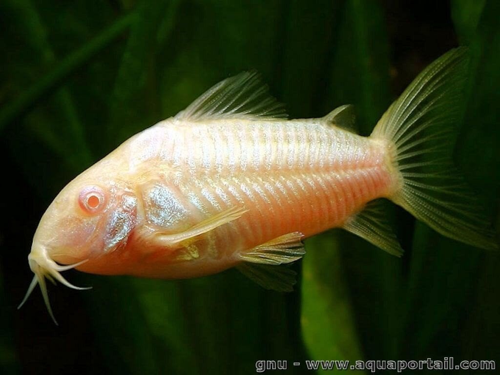 corydoras, Animaux & Accessoires, Poissons | Poissons d'aquarium