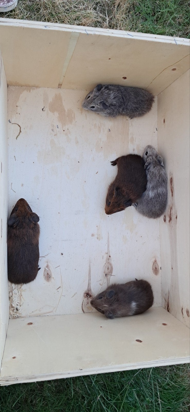 Jonge cavia's te koop, Dieren en Toebehoren, Knaagdieren, Juni, Meerdere dieren, Cavia