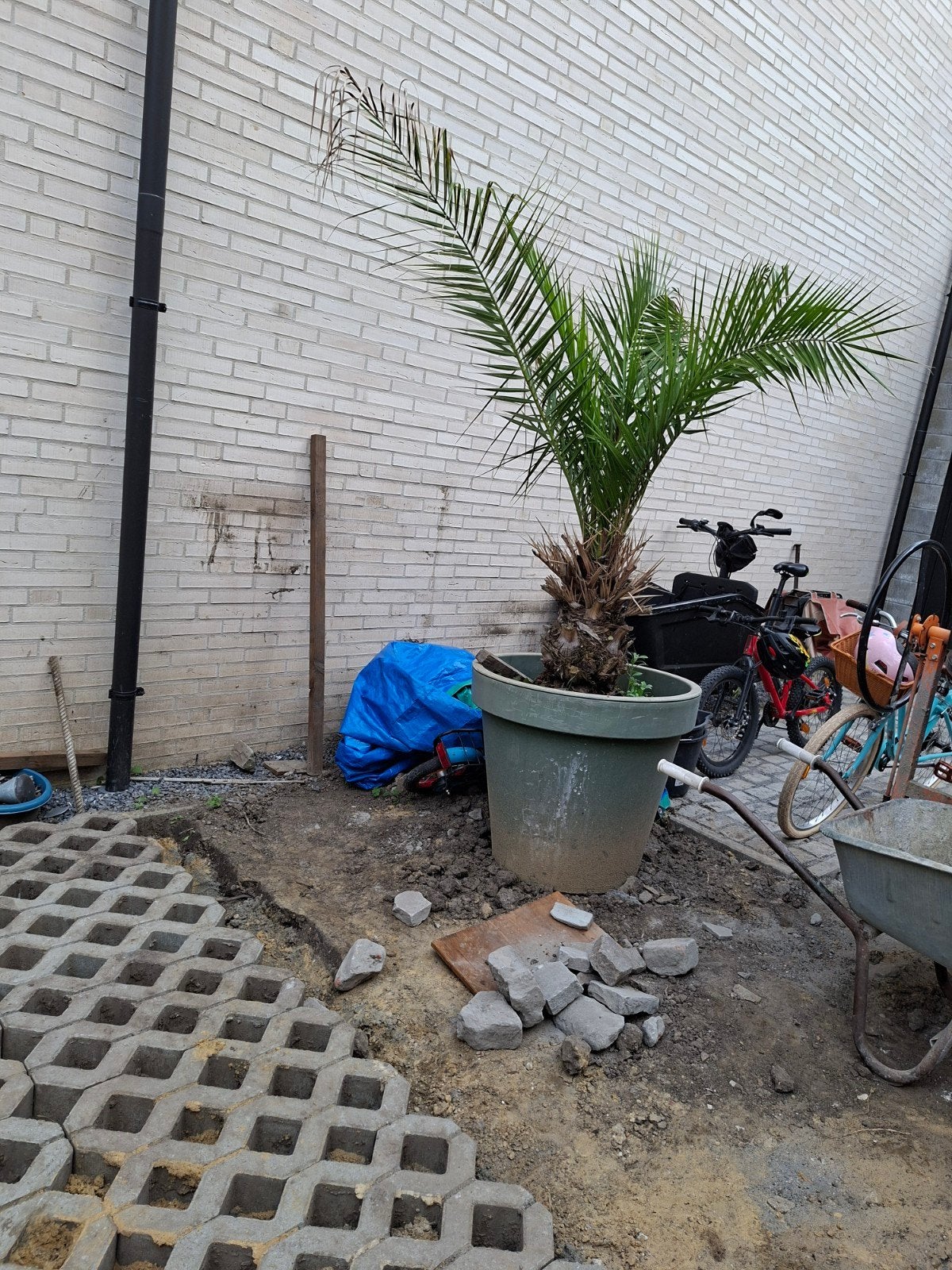 Palmboom, Tuin en Terras, Ophalen, In pot, Palmboom