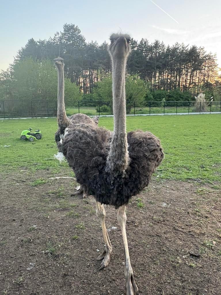 Struisvogel koppel hen + haan