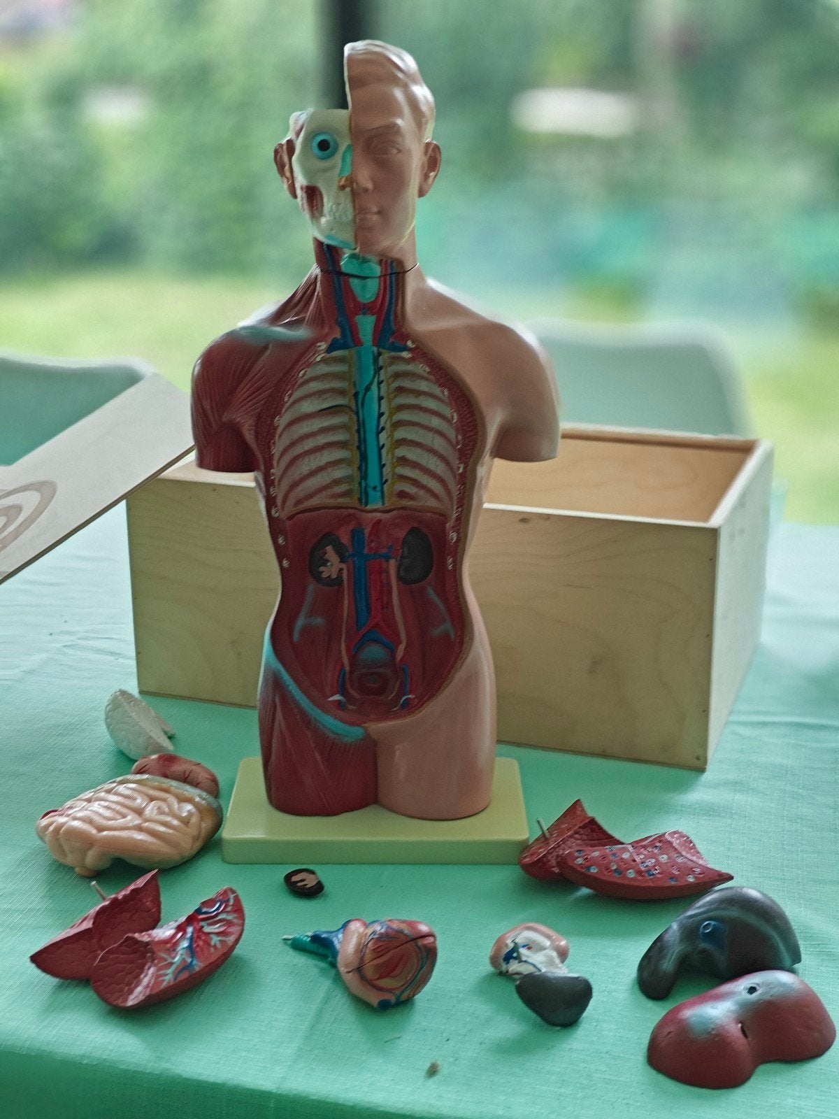 Volledige anatomische torso + organen in houten kist, Ophalen