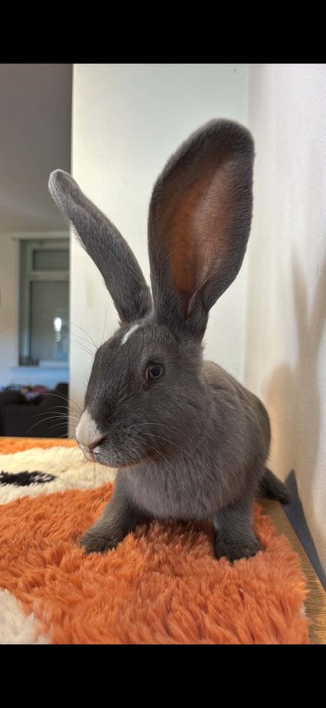 2 prachtige voedsters Vlaamse reus, Dieren en Toebehoren, Vrouwelijk, Groot, 0 tot 2 jaar
