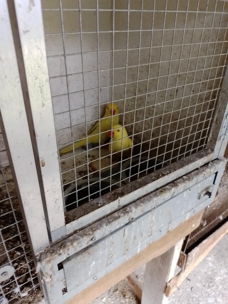 halsbanden, Meerdere dieren, Parkiet