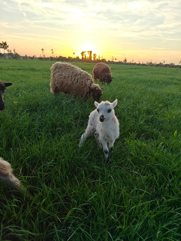 Ouessant ramlam, Dieren en Toebehoren