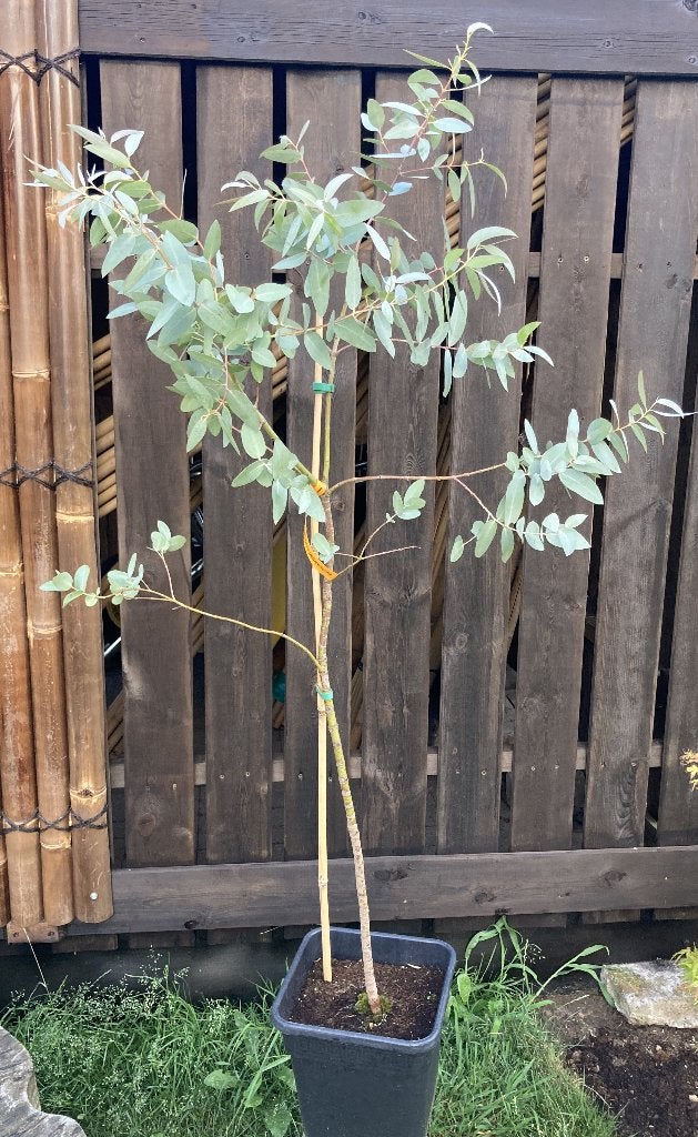 Eucalyptus glau cescens, Tuin en Terras, Planten | Bomen, Overige soorten, 400 cm of meer, Ophalen, Volle zon