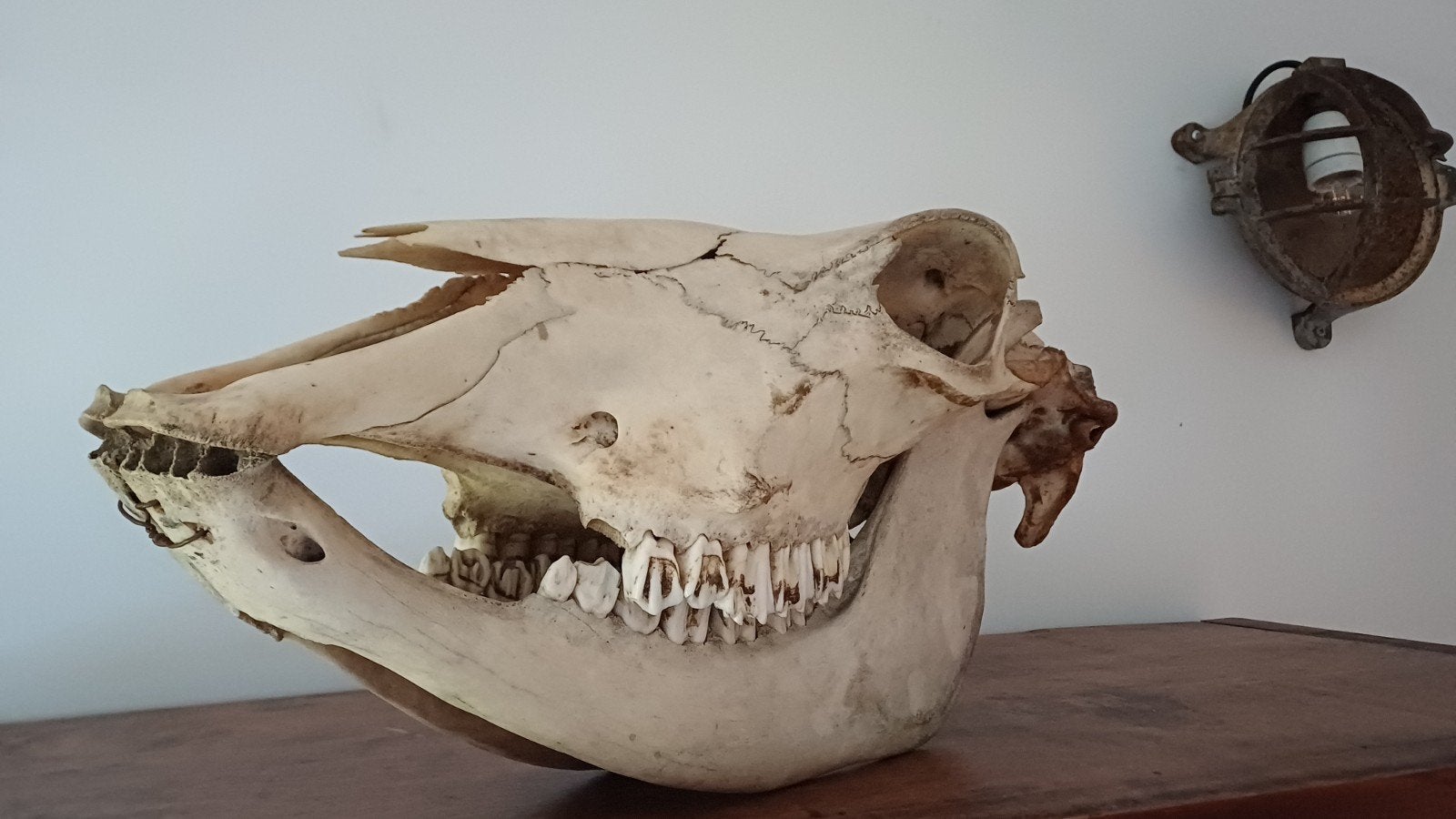dieren schedel, Verzamelen, Ophalen of Verzenden, Schedel