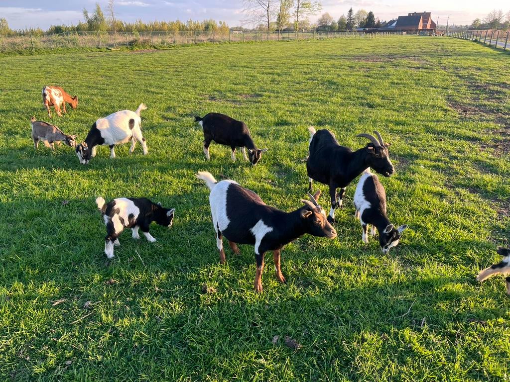 Jonge geiten en bokjes, Plusieurs animaux, Chèvre, 0 à 2 ans