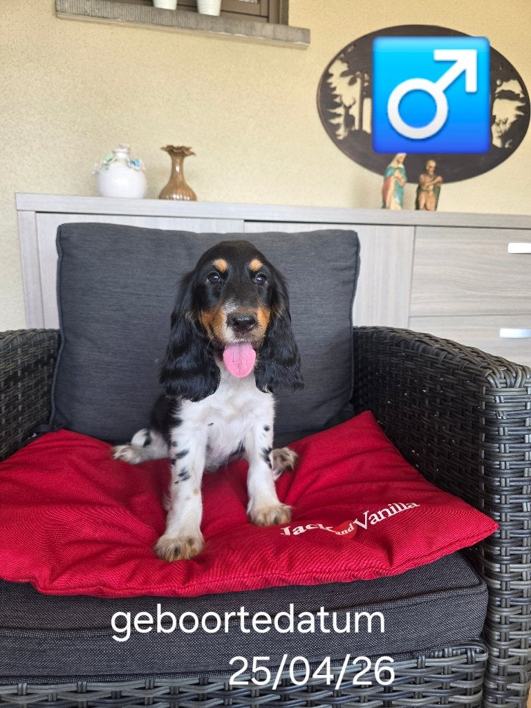 mooie engelse cocker pups, Parvo, België, 8 tot 15 weken, Meerdere