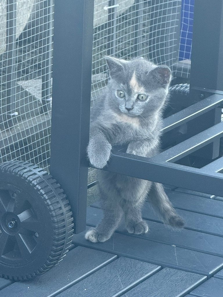 Zeer lief Brits korthaar poesje, Chatte ou Chat, Vermifugé, 0 à 2 ans