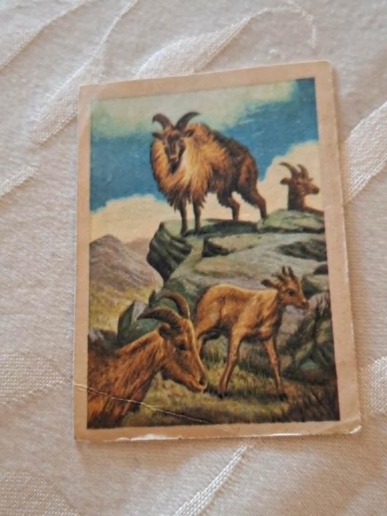 Prentje/Chromo : Sociale dieren / Chocolade Jacques, Verzamelen, Foto's en Prenten, Ophalen of Verzenden, Gebruikt, Natuur, Prent