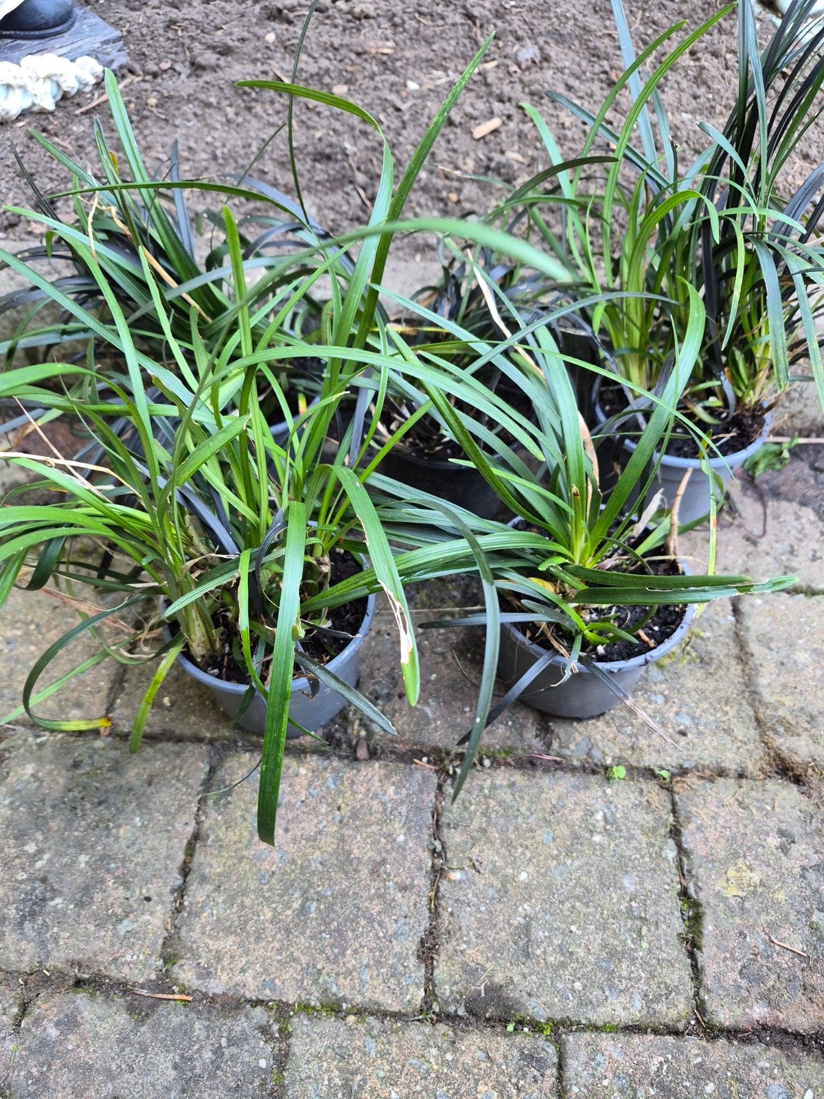 plante ophiopogon noir, Enlèvement