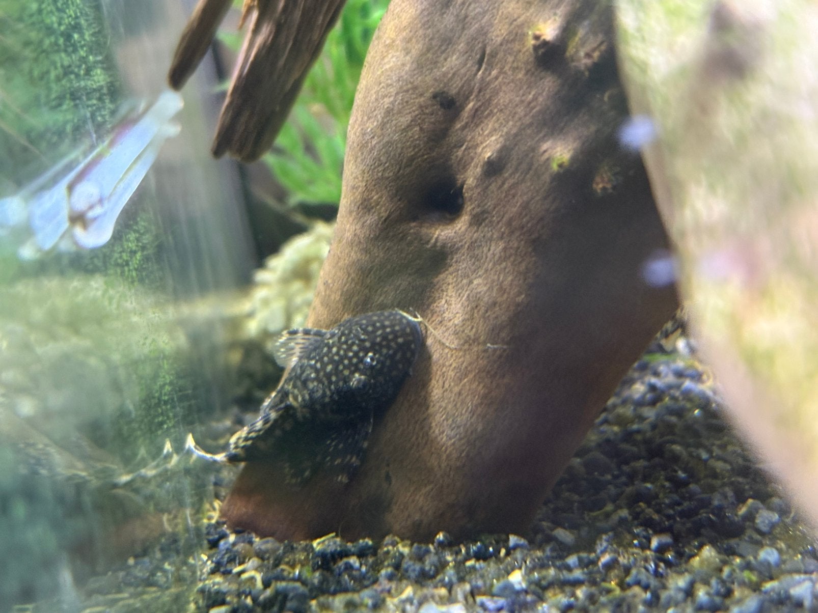 4á5 baby Ancistrus vissen, Overige typen, Zoetwatervis