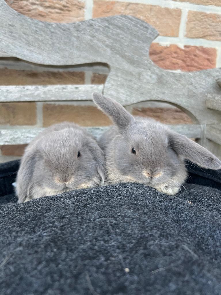 Minilop nestje, Dieren en Toebehoren, Meerdere dieren, Dwerg, Hangoor, 0 tot 2 jaar