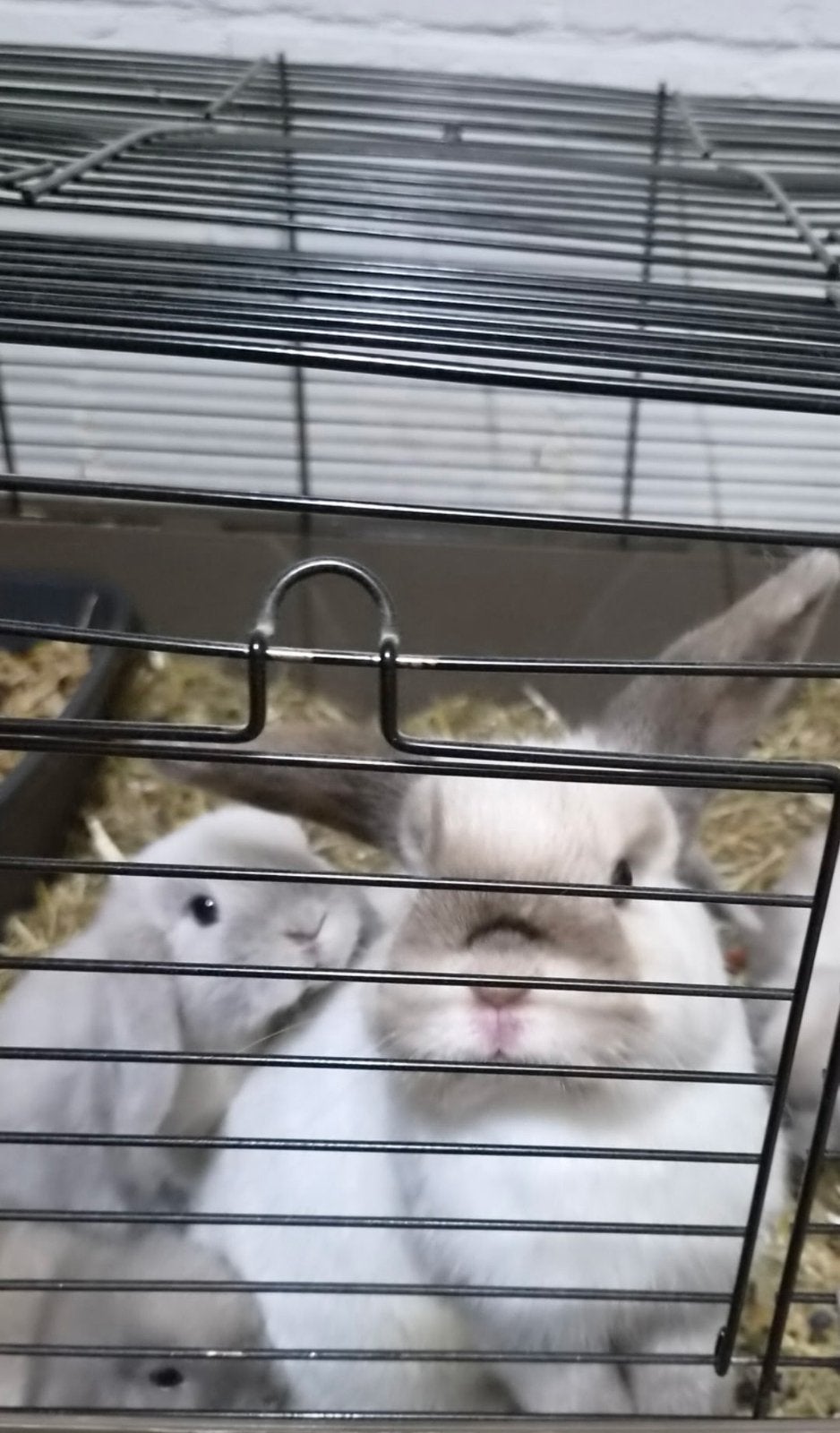 Minilops de race pure, Sexe inconnu, Nain, Oreilles tombantes, 0 à 2 ans