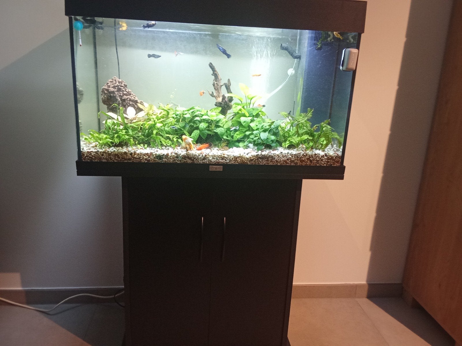 Juwel aquarium met volledig visbestand en toebehoren. 80 bre, Enlèvement, Juwel