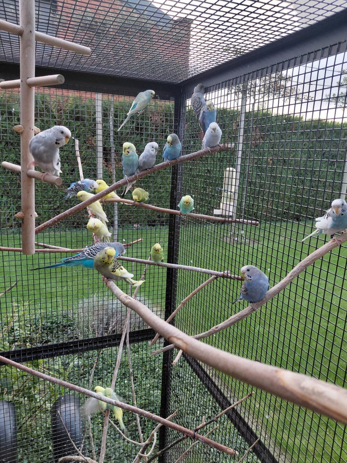 jonge grasparkieten te koop