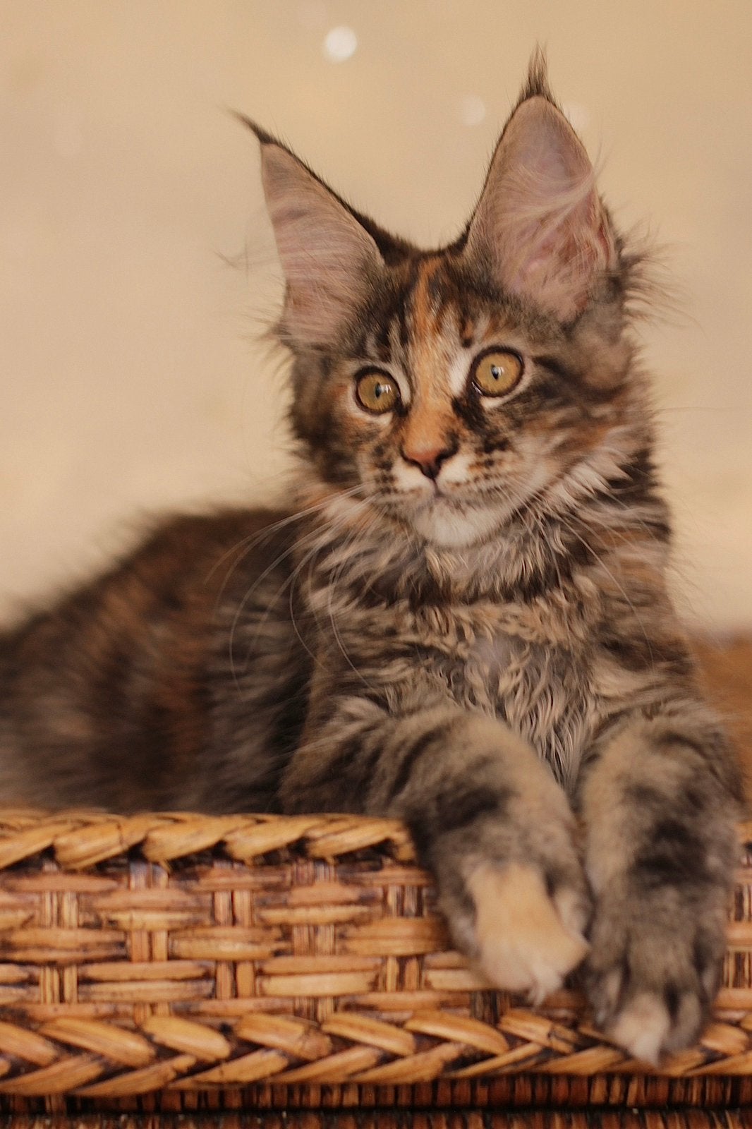 Maine Coon meisje: officiële stamboom, kampioensbloedlijnen, Meerdere dieren, Met stamboom, 0 tot 2 jaar