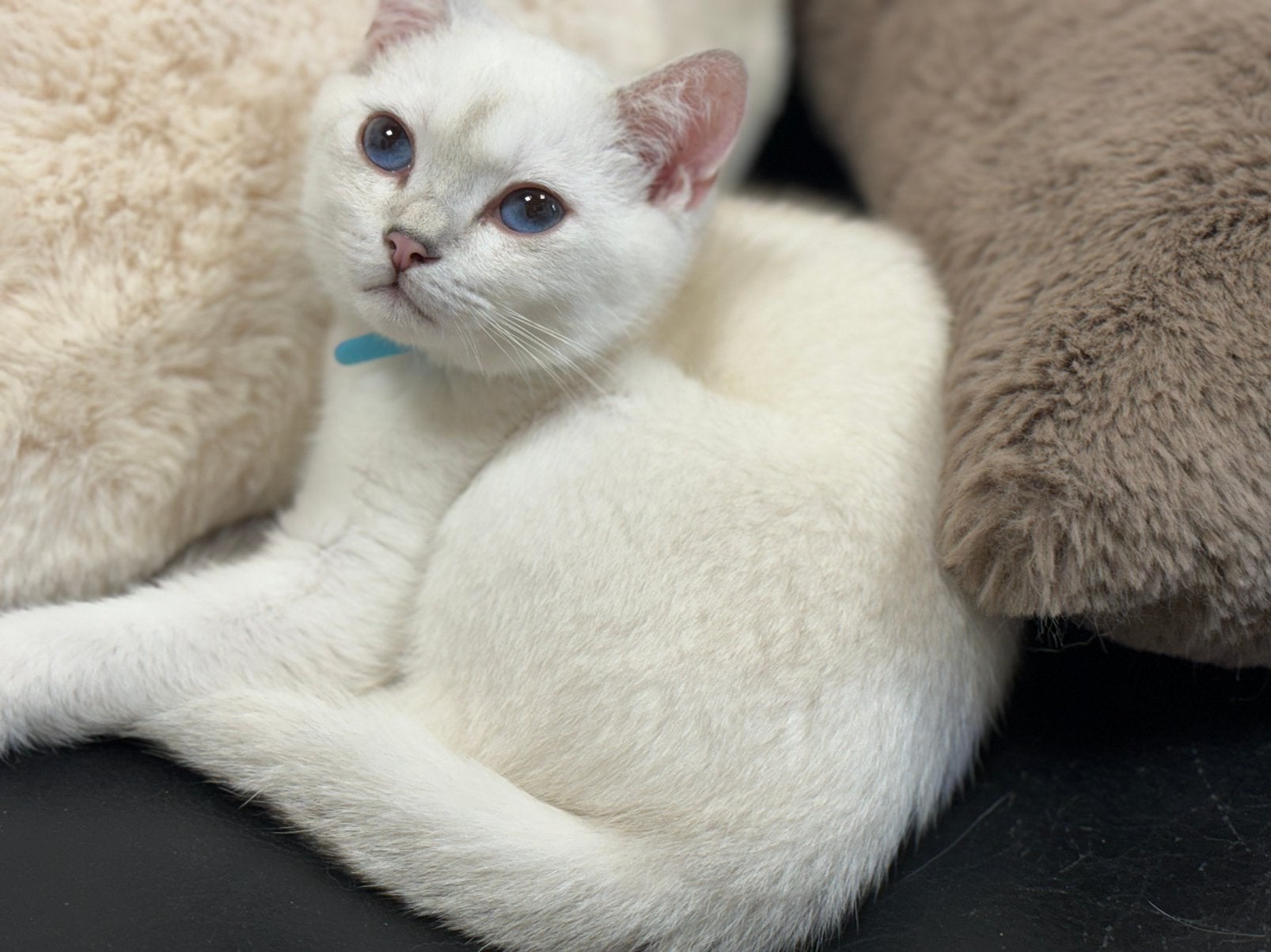 kittens Britse korthar katers, Chat, Vermifugé, 0 à 2 ans